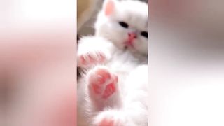 Funny and Cute Cats Compilation 2023 ???????? part 3 | Cute Cats pk