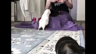Funniest Cats and Dogs 2023 ???????? funny compilation #49