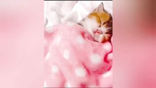 Funny and Cute Cats Compilation 2023 ???????? part 2 | Cute Cats pk