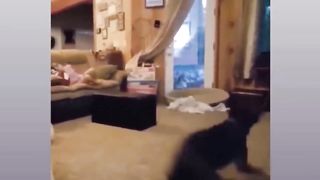 Funniest Cats Compilation ???? - Funniest Animal Videos ???? - Best Funny Dogs And Cats Videos 2023