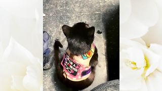 Funny Cat and Kittens Meowing Compilation-Funny Animals????