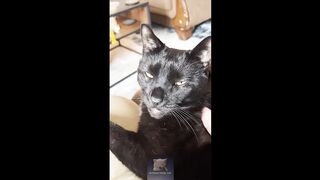 2 HOUR FUNNY CATS COMPILATION 2023????| Best Funny Cat Videos ???? ! #14