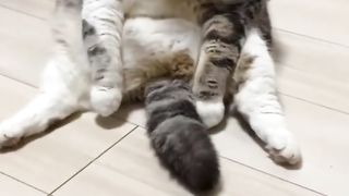 Best Funny Cat Videos ????