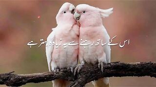 True lines words video ????☺️????
