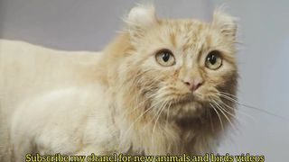 Most beautiful cats looks like lion ! Cats playing  ! Cats videos