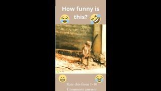 "Funny Monkey"-21