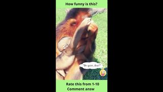 "Funny Monkey" -22