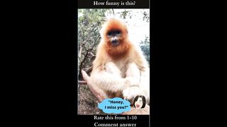 "Funny Monkey"-19