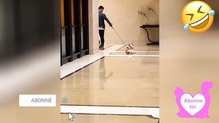 Dose d'humour ???? Vidéo Betisier Droles Chiens et Chats