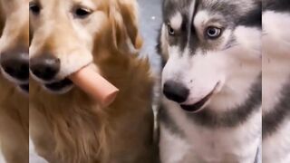funny animal 3