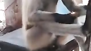 enjoy monkey