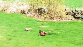 beautiful birds 2