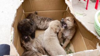 cute puppies in box
