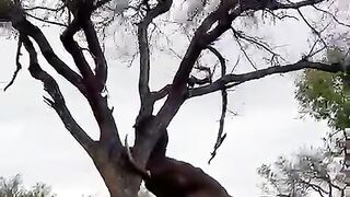 an huge Elephant fall a high and huge tree bythe help of trunk