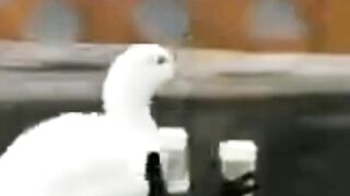 BEBEK AJAIB KABUR