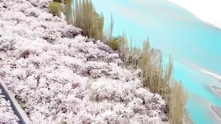 Blossom ???? #natureshots #naturelovers #photo #blossom | Prince friends subscribe channel please