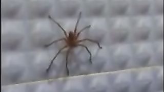 Giant Spider