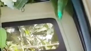 MEMETIK MANGGA