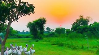 Desi loog