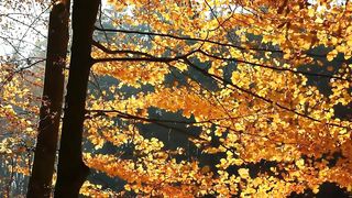 Mesmerizing Nature