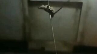 TIKUS GANTUNG