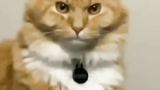 Funny Animals - Funny Cats and Dogs - Funny Animal Videos 2023  #20