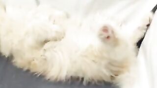 Cute Kitten 2 Month Old