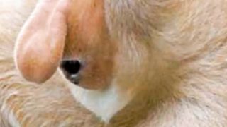 TOP 3 STRANGER THINGS ABOUT WILD ANIMALS