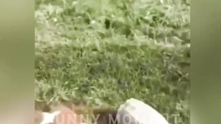 Funny Animals Top 50 Videos Part2 Funny Dogs Cats Pets And Animals Viral Videos
