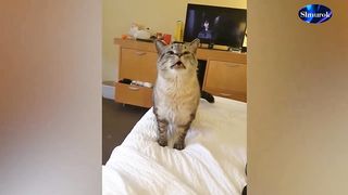 Funniest Animals 2023  Funniest Cats and Dogs #25