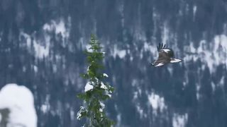 Survival challenge between Eagle Vs owl.   Who's the real king of the sky