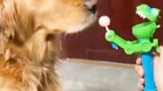 Anjing Pintar. Video 2023