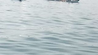 Fishing bot com back