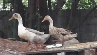 Ducks playing Around