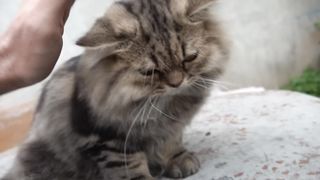 How Cat React When Seeing Stranger 1st Time - Running or Being Friendly 16? | Viral Cat 2