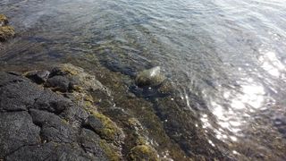 Sea Turtle