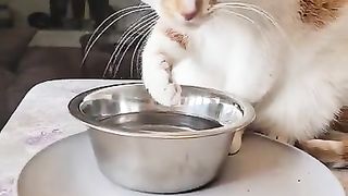 Thirsty cat