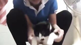 Cute baby cat 2
