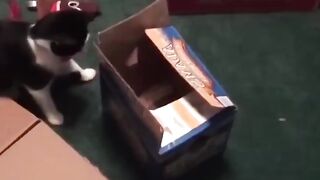 Funny cats and dogs 2