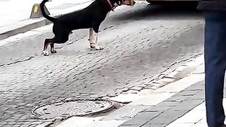Dog respect