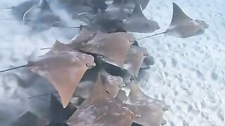 Fish ???? ????