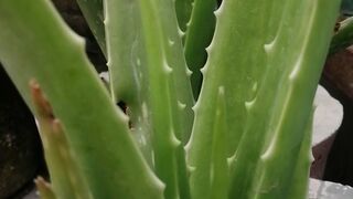 How to grow Aloe Vera plant with updates