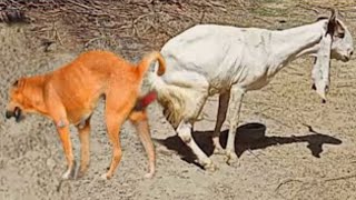 Animal funny videos ????