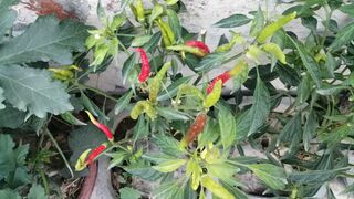 How to grow green chilli plant at home with updates