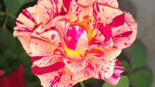 Rose plant Pruning and care with updates