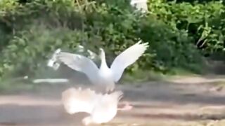 A collection of funny animals. Laugh every day, and animals are confused