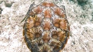 Amzing natural video