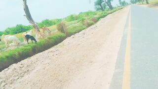 Punjab ka mahaul khubsurat????????????????