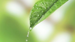 A love nature. Water drop falls from a leaf that was awesome to watch.