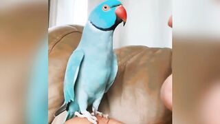 Parrott kiss